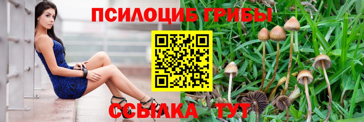 Псилоцибиновые грибы Psilocybe Острогожск